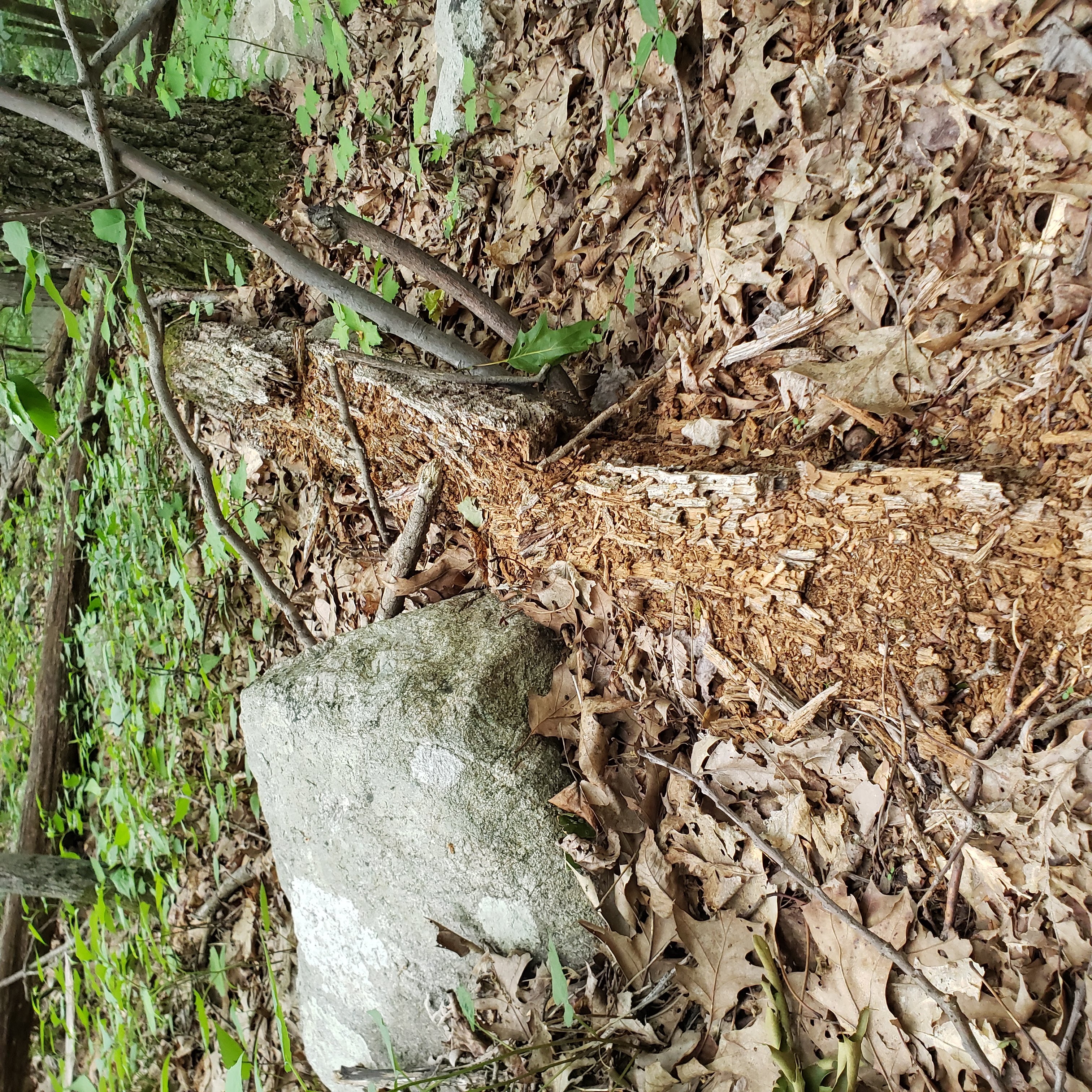 A fallen log almost completely disintegrated back into the New Jersey forest floor — nature's biological recycling process at its endpoint