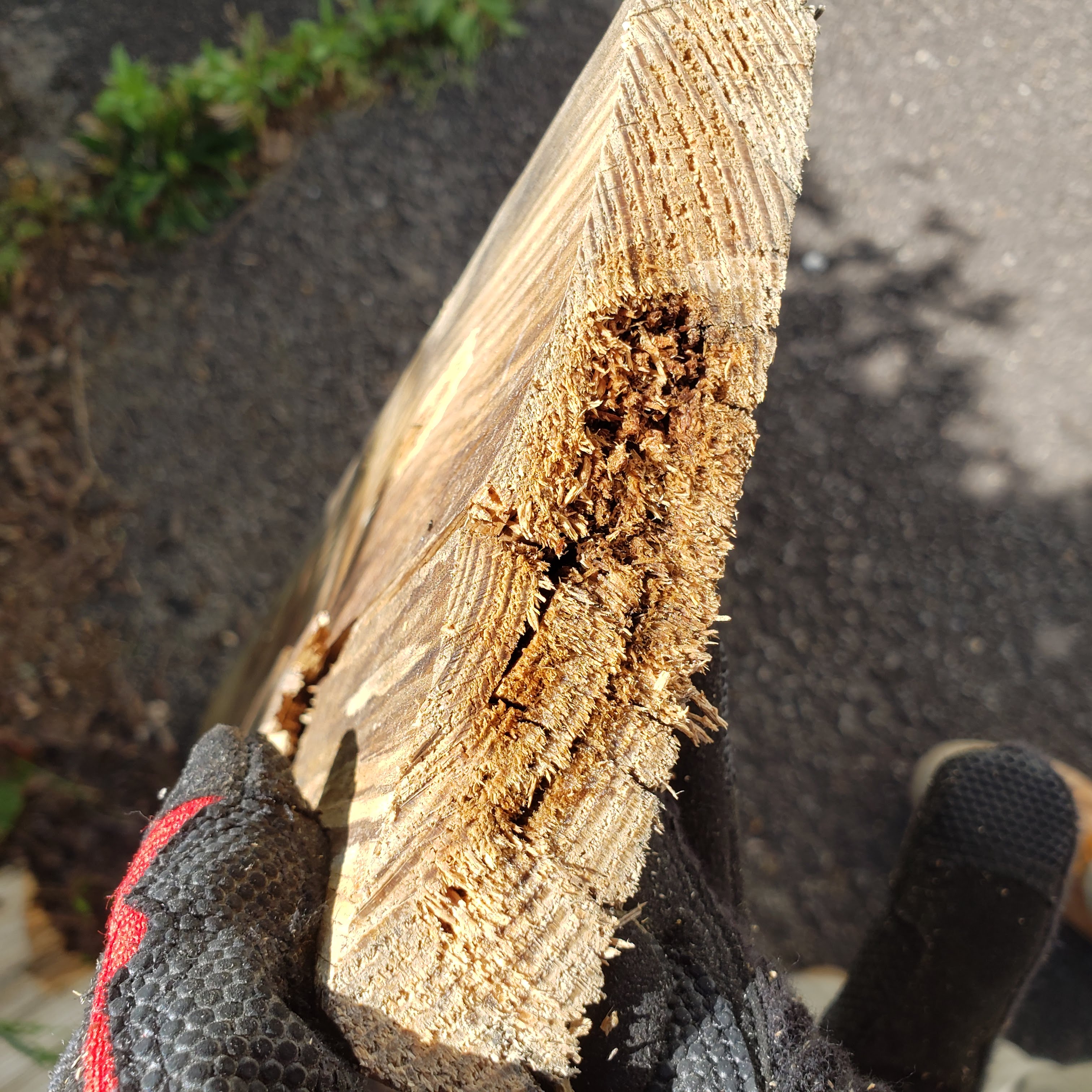 Interior cross-section of a rotted deck board showing advanced fiber breakdown from fungal activity