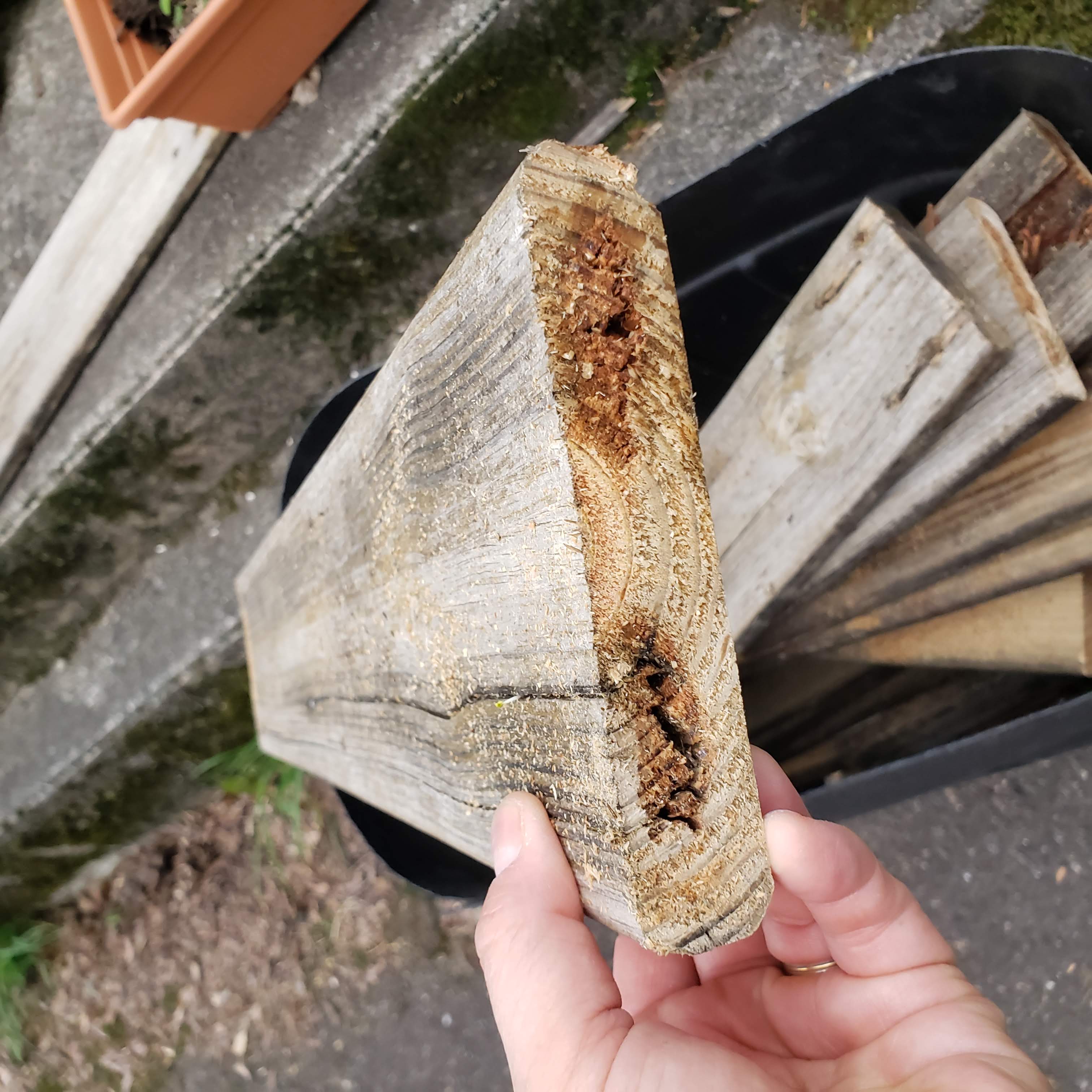 Second rotted deck board showing brown rot discoloration pattern through the interior