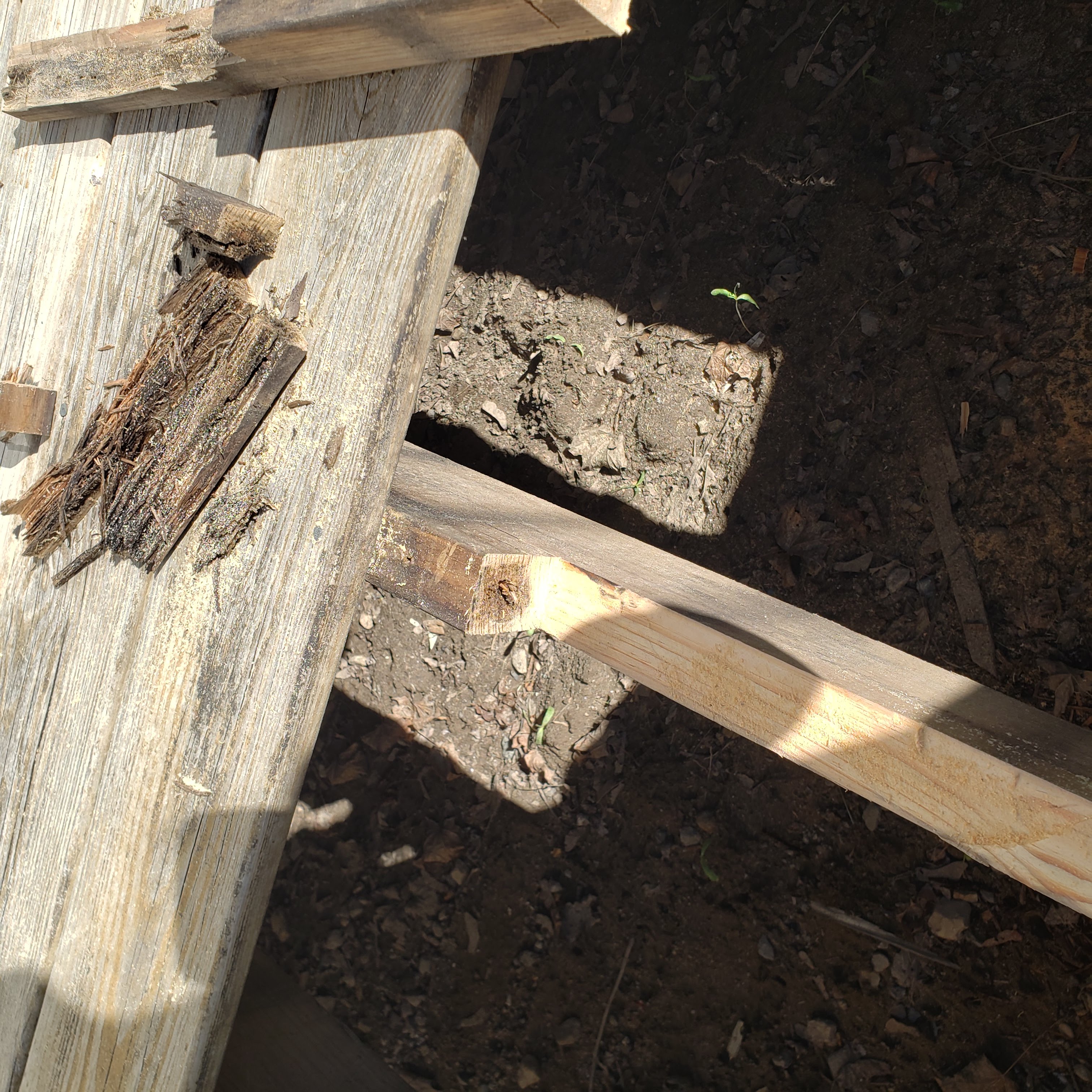Rot migration spreading along the length of a deck joist from an established fungal colony