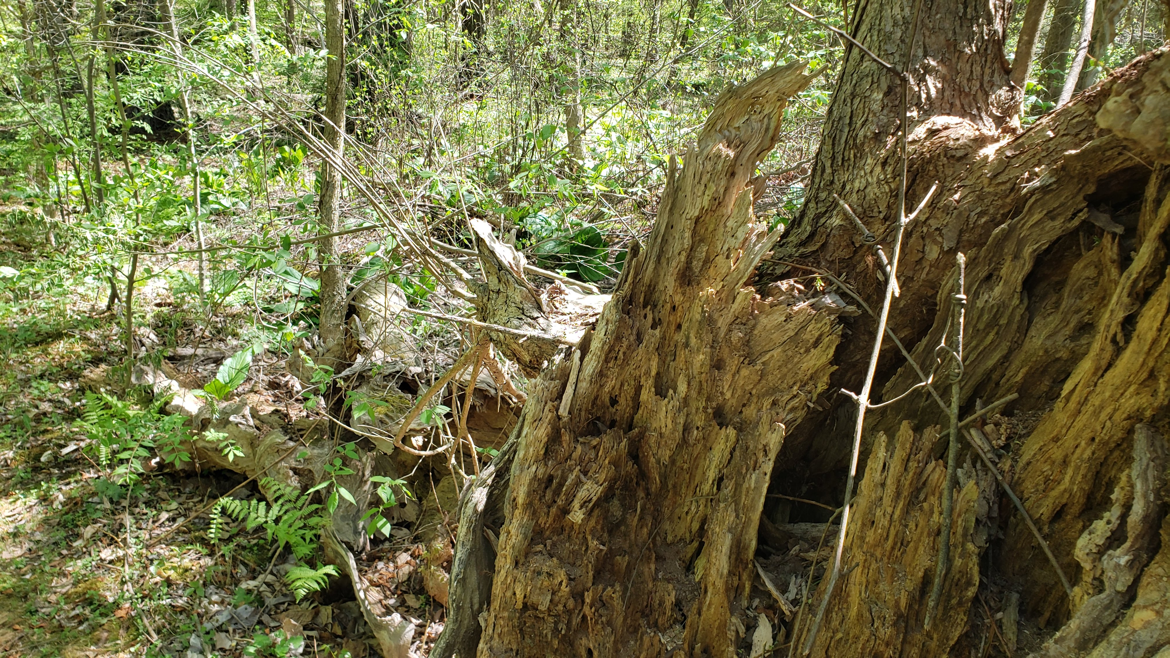 Rotting tree stump in a New Jersey forest showing advanced fungal decay and structural breakdown