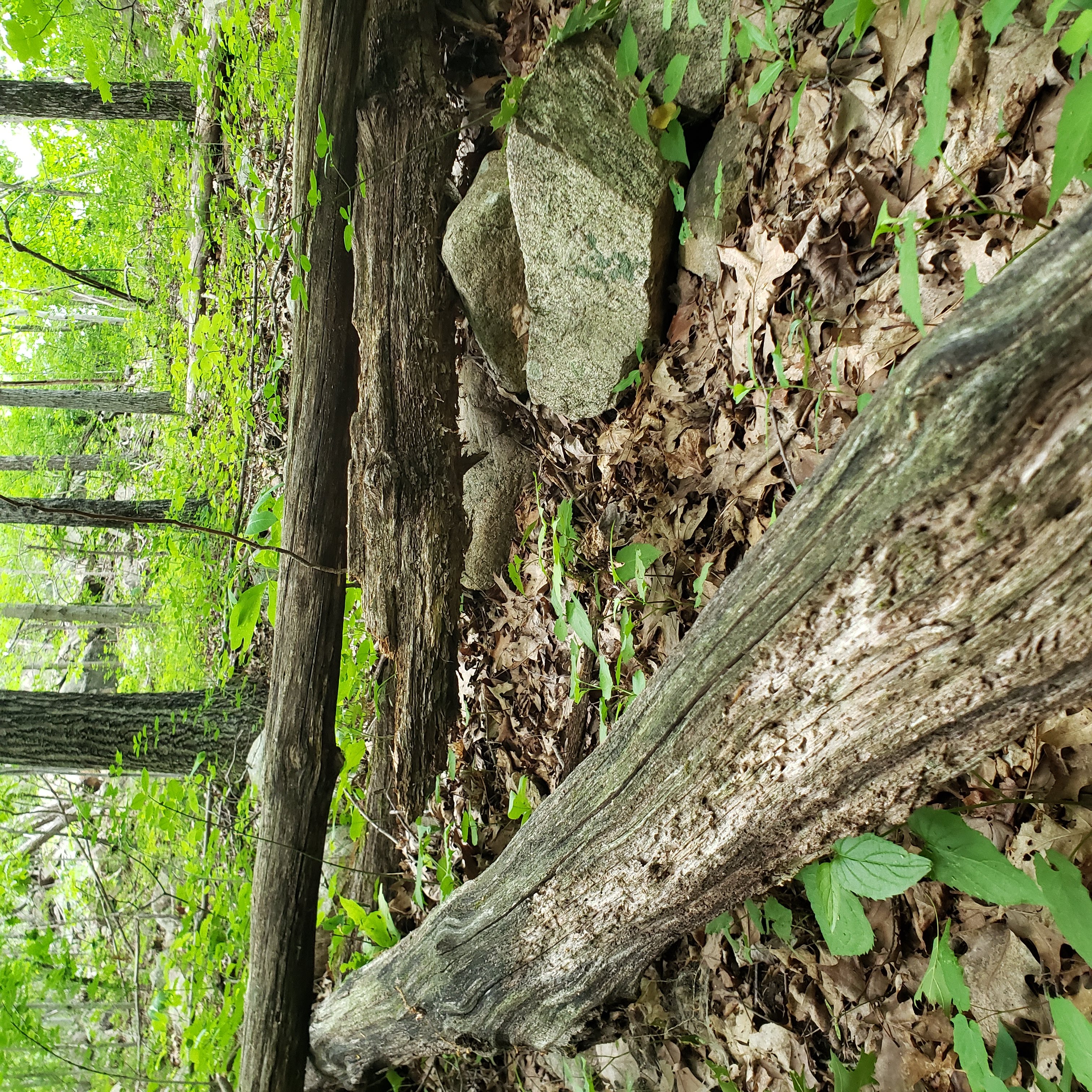Two fallen gray weathered logs on a New Jersey forest floor mid-decay, surrounded by leaf litter